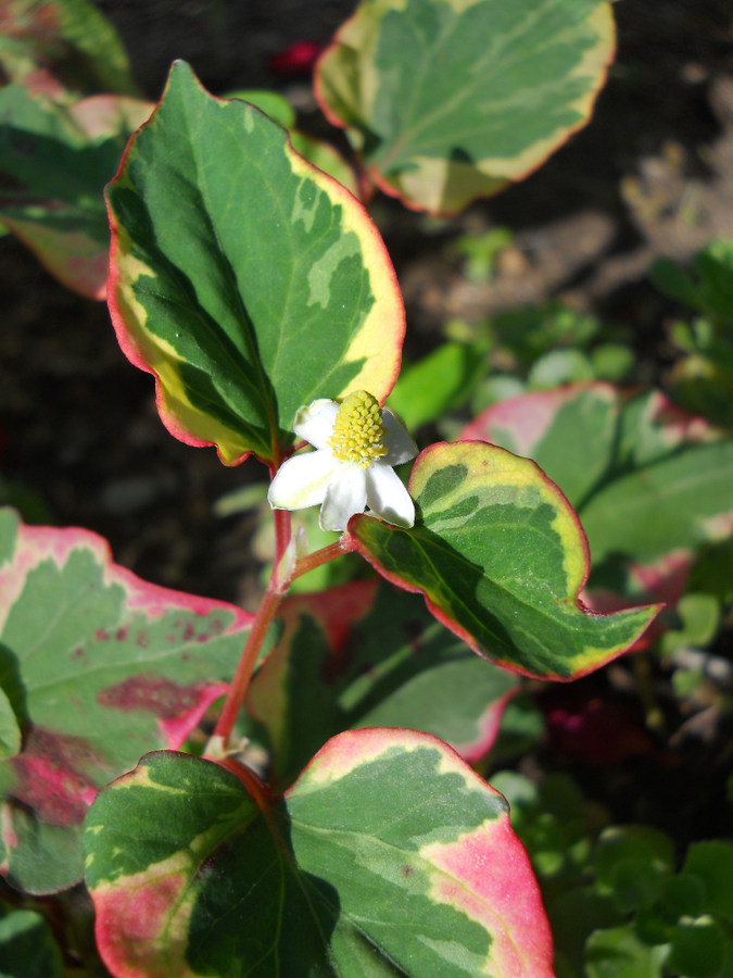 Изображение особи Houttuynia cordata.