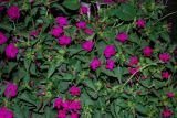 Mirabilis jalapa