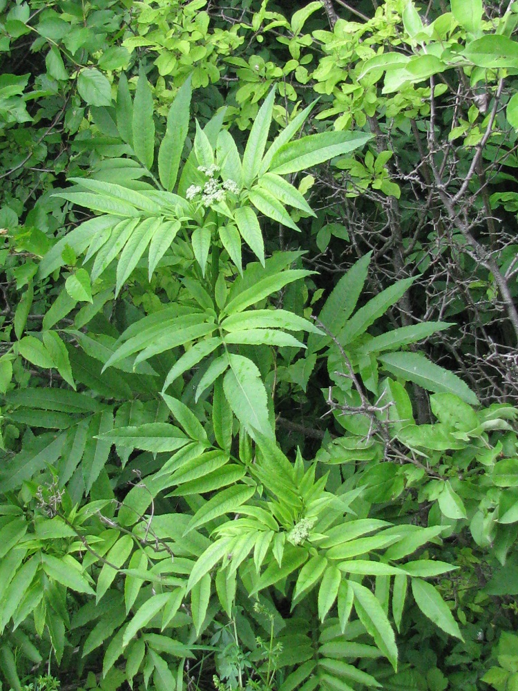 Изображение особи Sambucus ebulus.