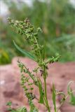 Atriplex nudicaulis. Верхушка плодоносящего растения с больными листьями в виде \"стручков\". Кольский п-ов, Терский берег Белого моря, супралитораль. 09.08.2013.