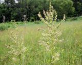 Veratrum grandiflorum. Верхушки цветущих растений. Сахалин, окр. г. Южно-Сахалинск, опушка леса. 20.07.2013.