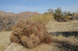 Echinocereus engelmannii. Вегетирующее растение. США, Калифорния, Joshua Tree National Park. 19.02.2014.