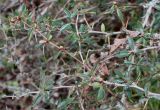 Berberis microphylla