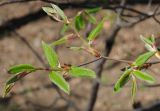 Carpinus cordata