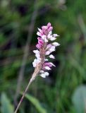 Bistorta officinalis. Соцветие. Республика Коми, Печоро-Илычский заповедник, хребет Мань-Пупунёр. 18.08.2014.