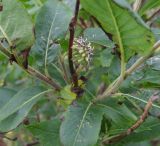 Salix borealis