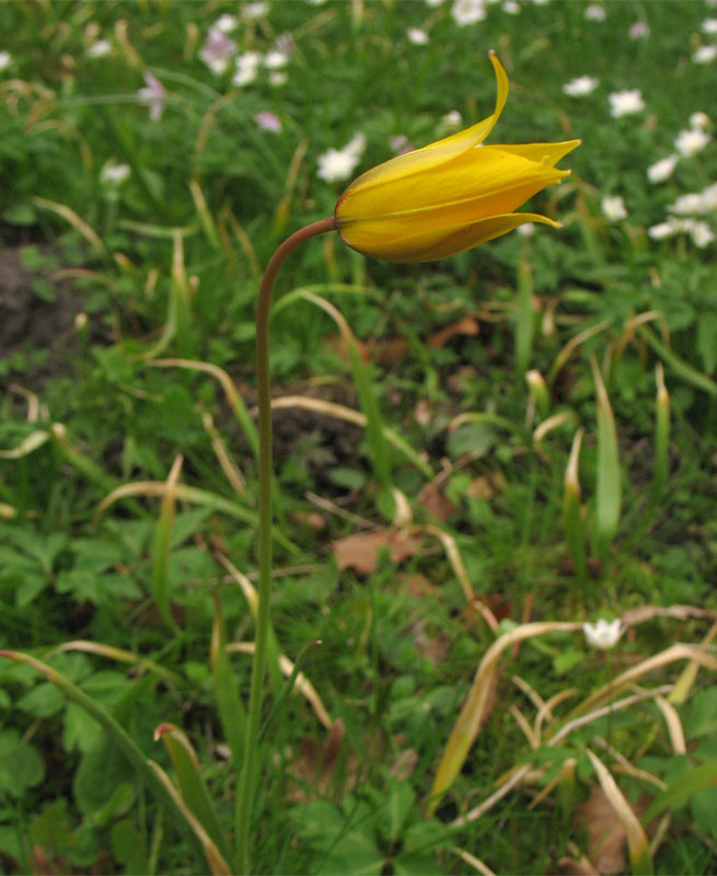 Изображение особи Tulipa sylvestris.