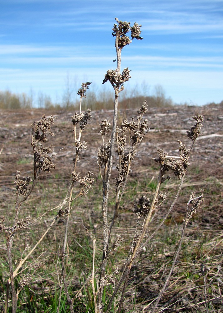 Image of Chenopodium album specimen.