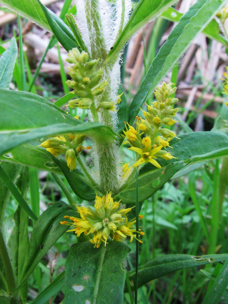 Изображение особи Naumburgia thyrsiflora.