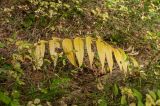 Gentiana asclepiadea. Плодоносящее растение с листьями в осенней окраске. Черногория, нац. парк Дурмитор, западная часть тропы вокруг Чёрного озера, темнохвойный лес. 15.10.2014.