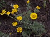 Anthemis tinctoria