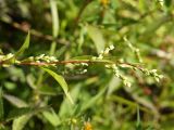 Persicaria hydropiper