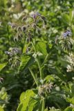 Borago officinalis. Верхушка цветущего растения. Ленинградская обл., Всеволожский р-н, окр. пос. Куйвози, садоводство, в культуре. 15.07.2015.