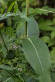 Cirsium heterophyllum