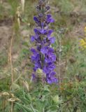 Salvia deserta