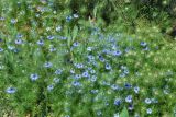 Nigella damascena