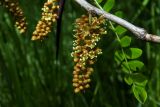 Gleditsia triacanthos