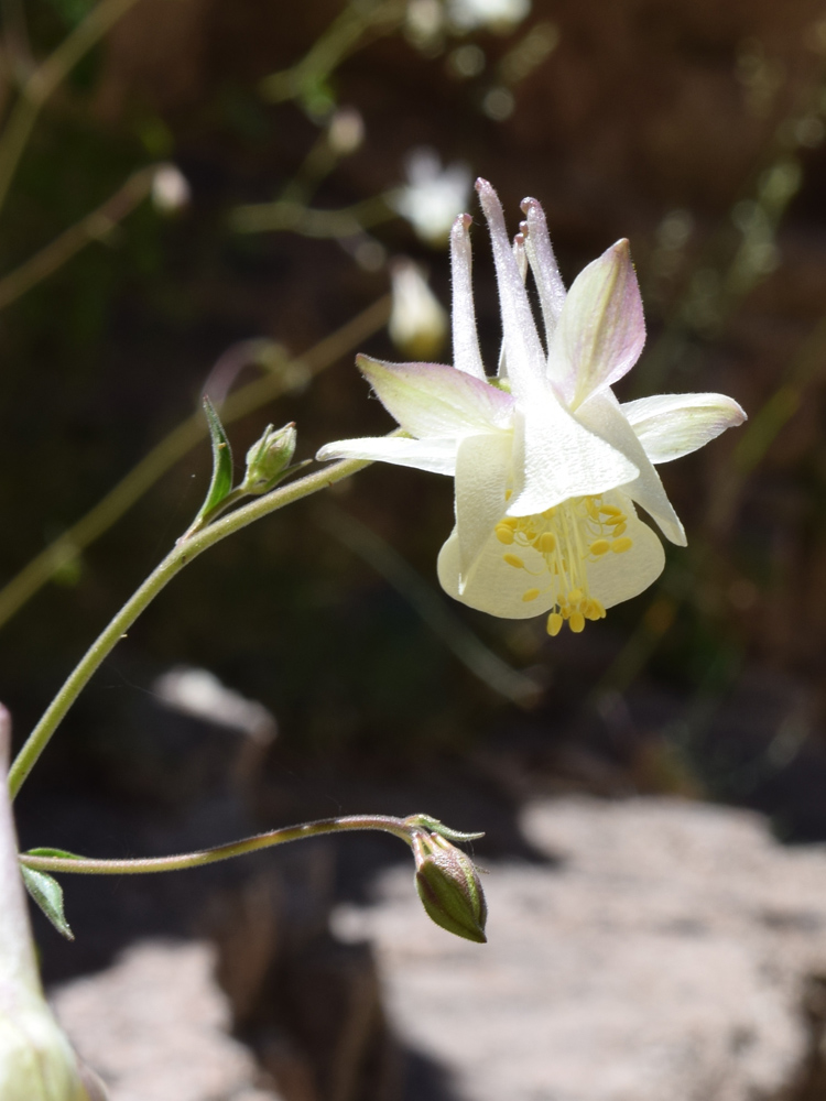 Изображение особи Aquilegia tianschanica.