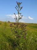 Anchusa officinalis. Цветущее и плодоносящее растение. Украина, Киевская обл., Ставищенский р-н, с. Снежки, дол. р. Гнилой Тикич, луговая степь. 28.06.2016.