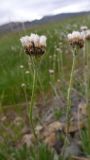 Antennaria lanata. Верхушки побегов с соплодиями. Чукотка, Чаунский р-н, левобережье среднего течения р. Паляваам напротив пос. Паляваам, пойма реки. 17.07.2014.