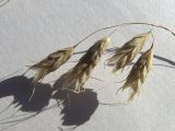 Bromus squarrosus