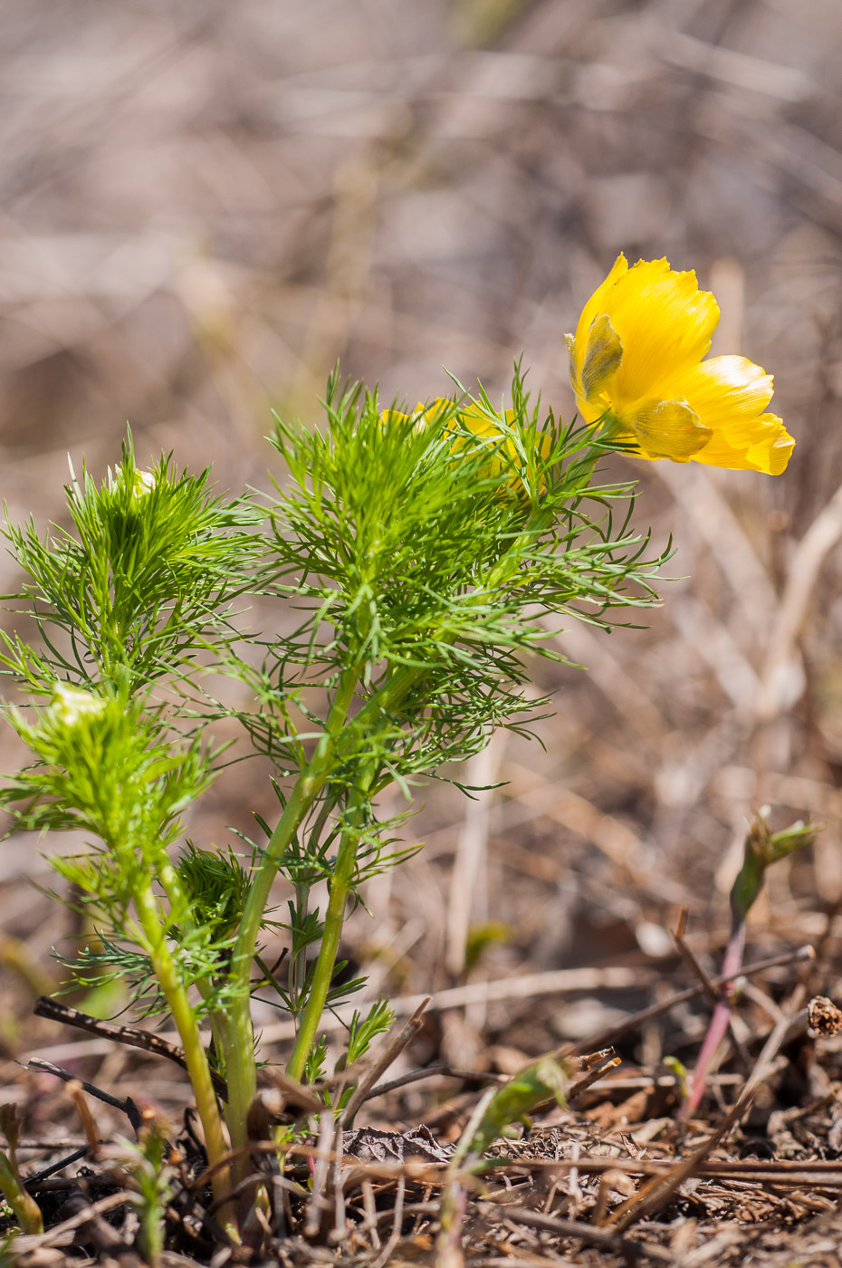 Изображение особи Adonis vernalis.