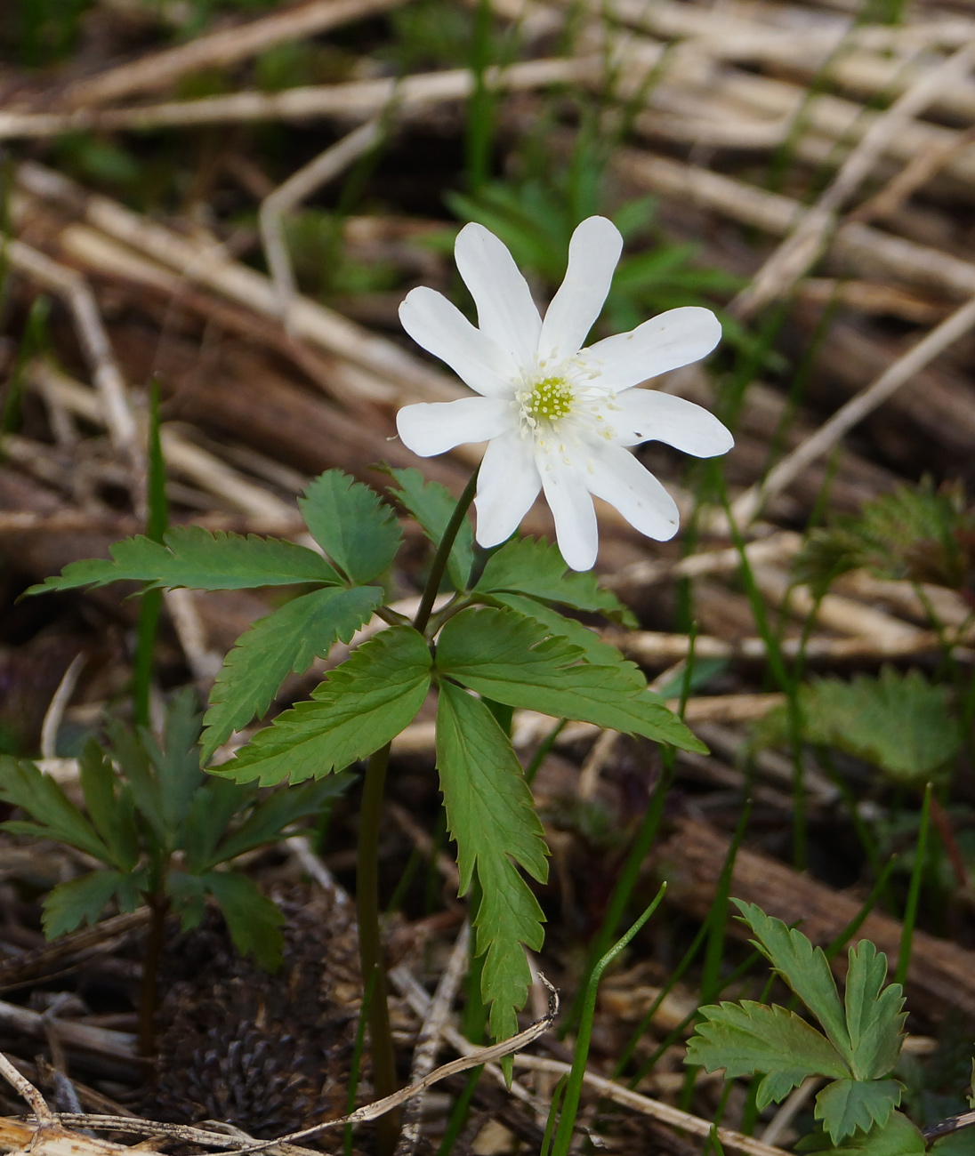 Изображение особи Anemone altaica.