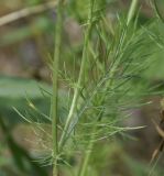 Nigella damascena