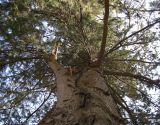 Pinus pityusa. Часть кроны дерева. Абхазия, Гагрский р-н, г. Пицунда. 26 августа 2009 г.