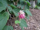 Bauhinia divaricata