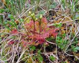 Drosera rotundifolia. Цветущие растения. Камчатский край, Алеутский р-н, о-в Медный, долина ручья Бобровый в нижнем течении, тундра. 16.08.2017.