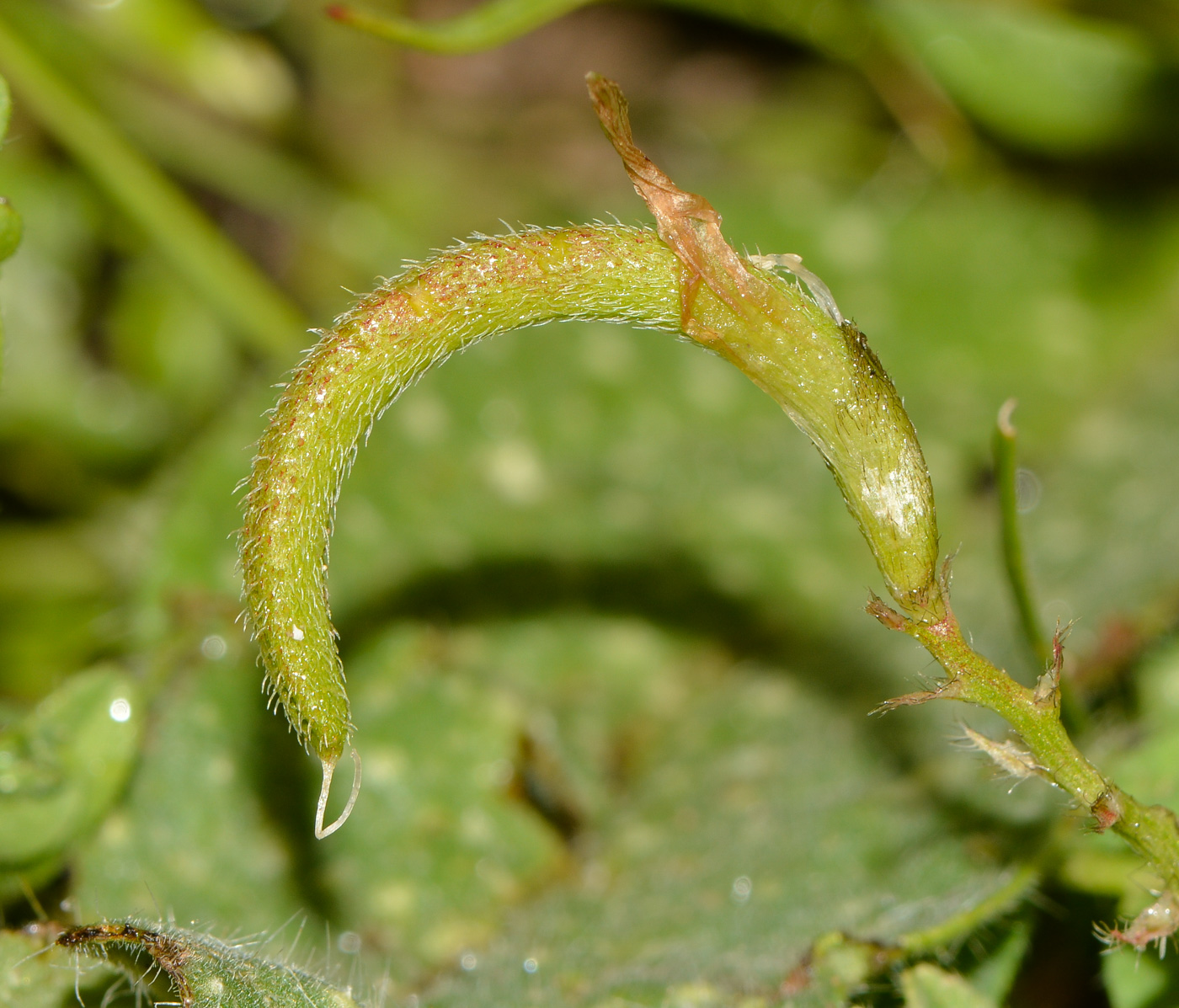 Изображение особи Astragalus callichrous.