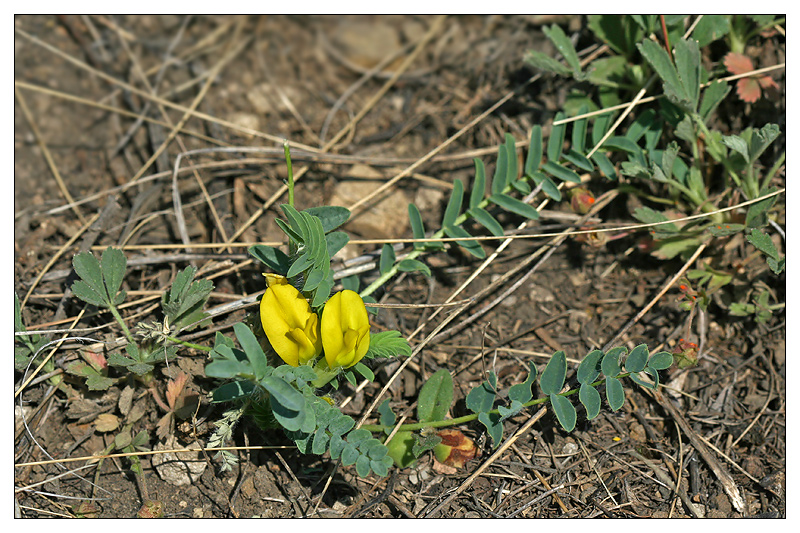 Изображение особи Astragalus wolgensis.