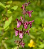 Stachys sylvatica. Часть соцветия с кормящимся насекомым. Средний Урал, Пермский край, Добрянский р-н, 3 км от ст. Ярино к востоку, опушка смешанного леса. 12 августа 2017 г.