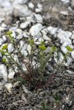 Euphorbia petrophila