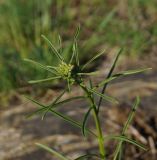 Erysimum canescens