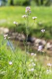 Cardamine pratensis. Верхушка цветущего растения. Санкт-Петербург, Петергоф, Луговой парк, берег ручья, разнотравно-злаковый луг. 26.05.2018.