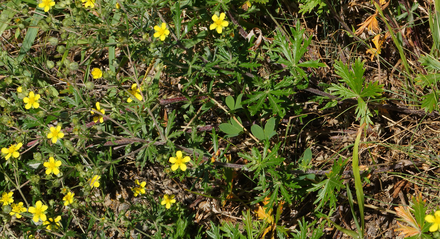 Image of Potentilla canescens specimen.