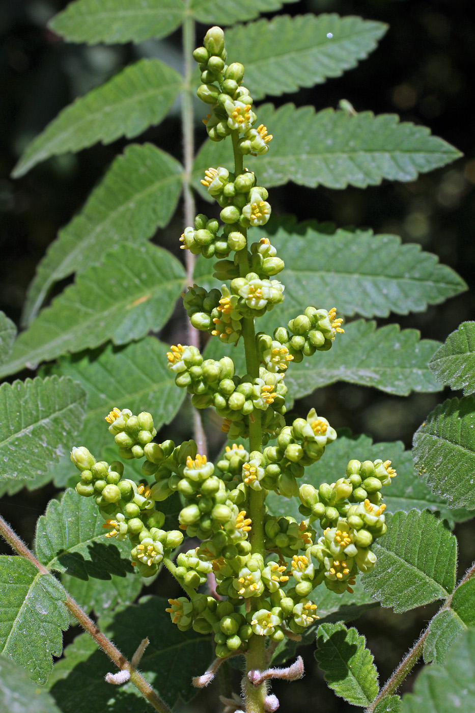 Изображение особи Rhus coriaria.