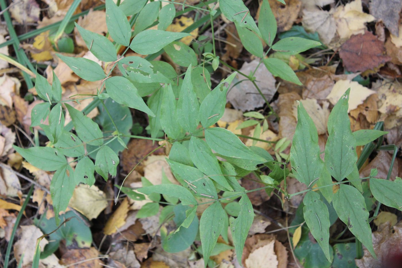 Изображение особи Lathyrus vernus.