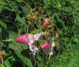 Impatiens glandulifera