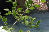 Syringa microphylla