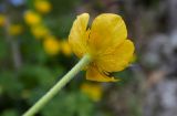 Ranunculus oreophilus