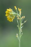 Alyssum trichostachyum