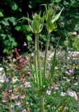 Dipsacus laciniatus