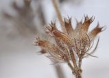 Clinopodium chinense