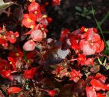 Begonia &times; hortensis