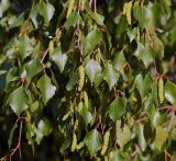 Betula pendula