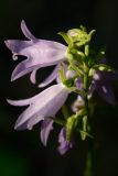 Campanula rapunculoides