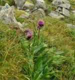 Cirsium simplex